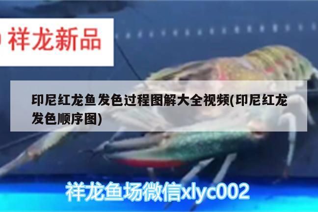 印尼紅龍魚發(fā)色過程圖解大全視頻(印尼紅龍發(fā)色順序圖) 印尼紅龍魚發(fā)色過程圖解大全視頻(印尼紅龍發(fā)色順序圖) 紅龍魚百科