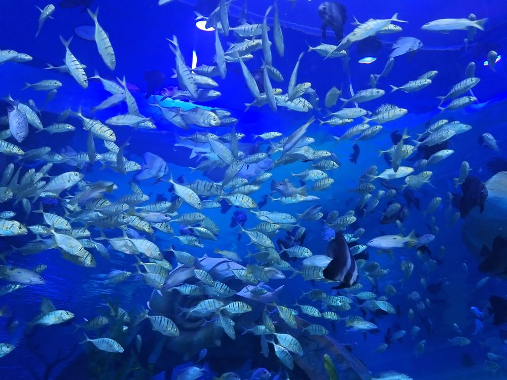 綏化哪里有水族館(綏化附近玩水的地方)