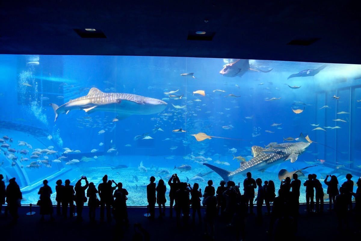 綏化哪里有水族館(綏化附近玩水的地方)