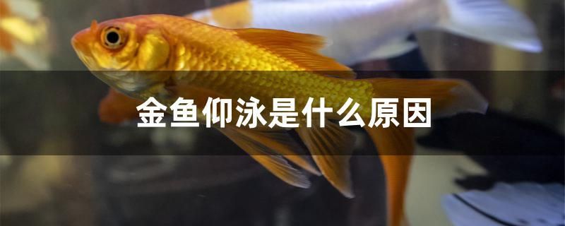 金魚仰泳是什么原因