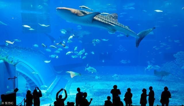 經營水族館：信息爆炸的時代，水族館營銷創新時代，水族館需要注意什么