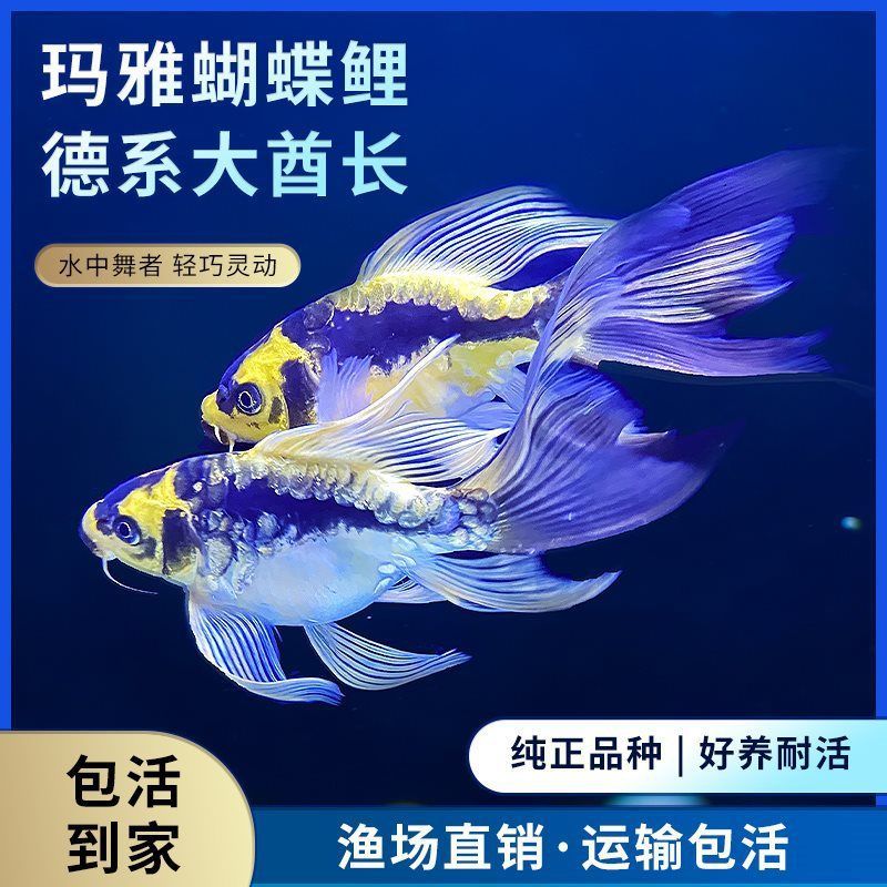 蝴蝶鯉短身好看還是球體好看（關于蝴蝶鯉短身和球體哪種更好看的問題需結合體型特征、飼養需求和審美偏好綜合分析）