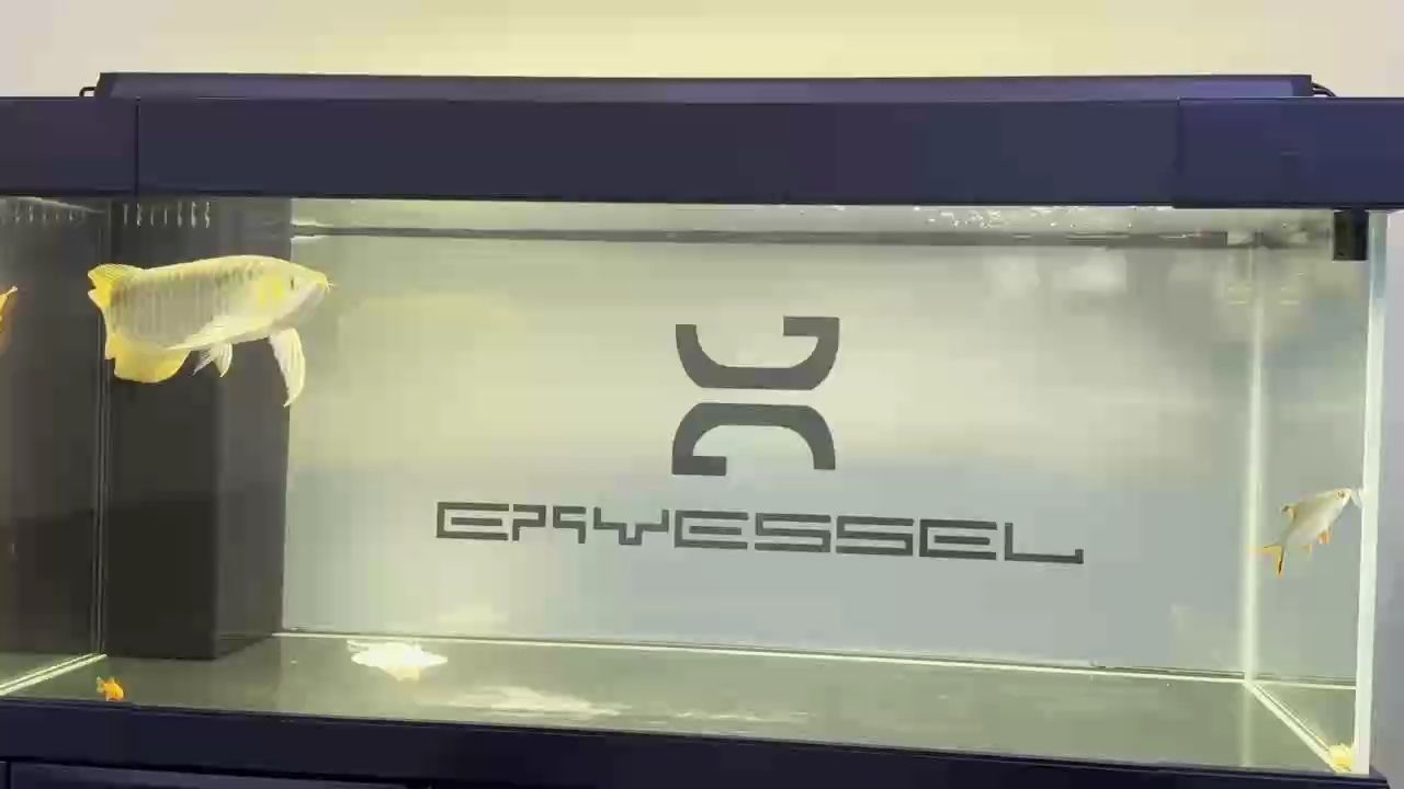 下了三天大白片 下了三天大白片 龍魚論壇
