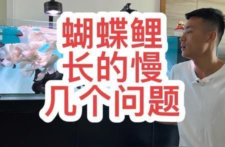 蝴蝶鯉的生長(zhǎng)速度有多快（蝴蝶鯉的生長(zhǎng)速度受品種、養(yǎng)殖條件、營(yíng)養(yǎng)攝入等因素影響）