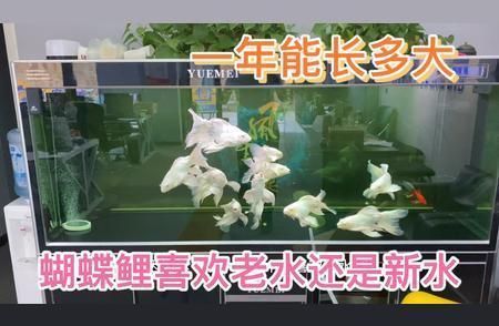 蝴蝶鯉的生長(zhǎng)速度有多快（蝴蝶鯉的生長(zhǎng)速度受品種、養(yǎng)殖條件、營(yíng)養(yǎng)攝入等因素影響）