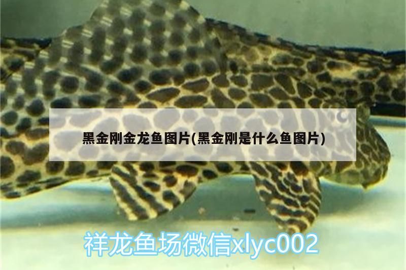 黑金剛金龍魚圖片(黑金剛是什么魚圖片)