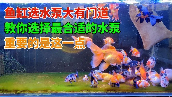 印尼虎魚多少溫度飼養最好:印尼虎魚多少溫度飼養最好印尼虎魚多少溫度飼養最好 創寧水泵廠家在哪里(創寧水泵官方網站) 創寧水族 創寧水泵廠家在哪里(創寧水泵官方網站) 創寧水泵廠家在哪里(創寧水泵官方網站) 創寧水族