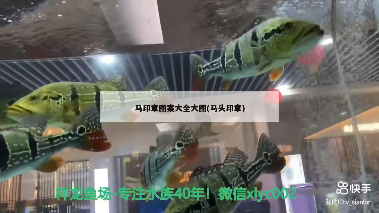 馬印章圖案大全大圖(馬頭印章)