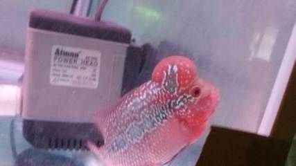 虎魚白點病下多少鹽：虎魚白點病下多少鹽，