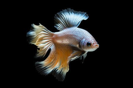 水族館名字大全 有創(chuàng)意：創(chuàng)意水族館名字大全：創(chuàng)意十足，引人入勝，