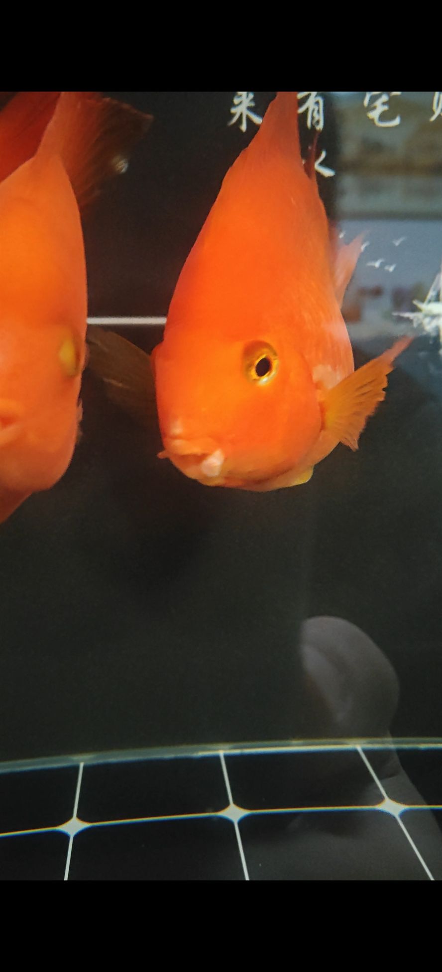 求助各位大神幫忙看看鸚鵡魚嘴怎么回事