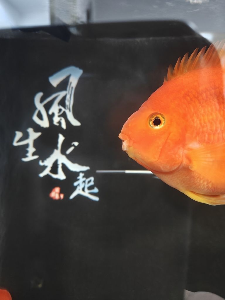 求助各位大神幫忙看看鸚鵡魚嘴怎么回事