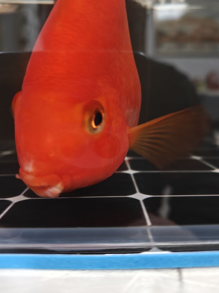 求助各位大神幫忙看看鸚鵡魚嘴怎么回事