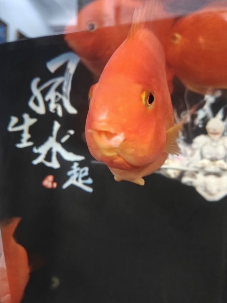 求助各位大神幫忙看看鸚鵡魚嘴怎么回事