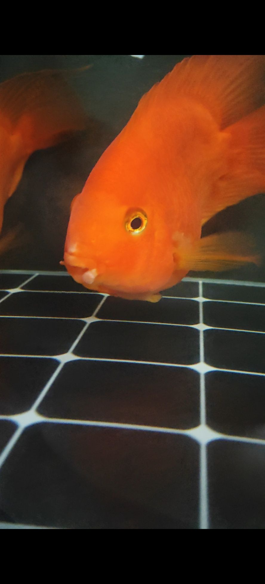 求助各位大神幫忙看看鸚鵡魚嘴怎么回事