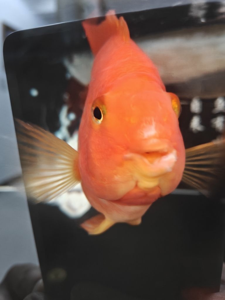 求助各位大神幫忙看看鸚鵡魚嘴怎么回事