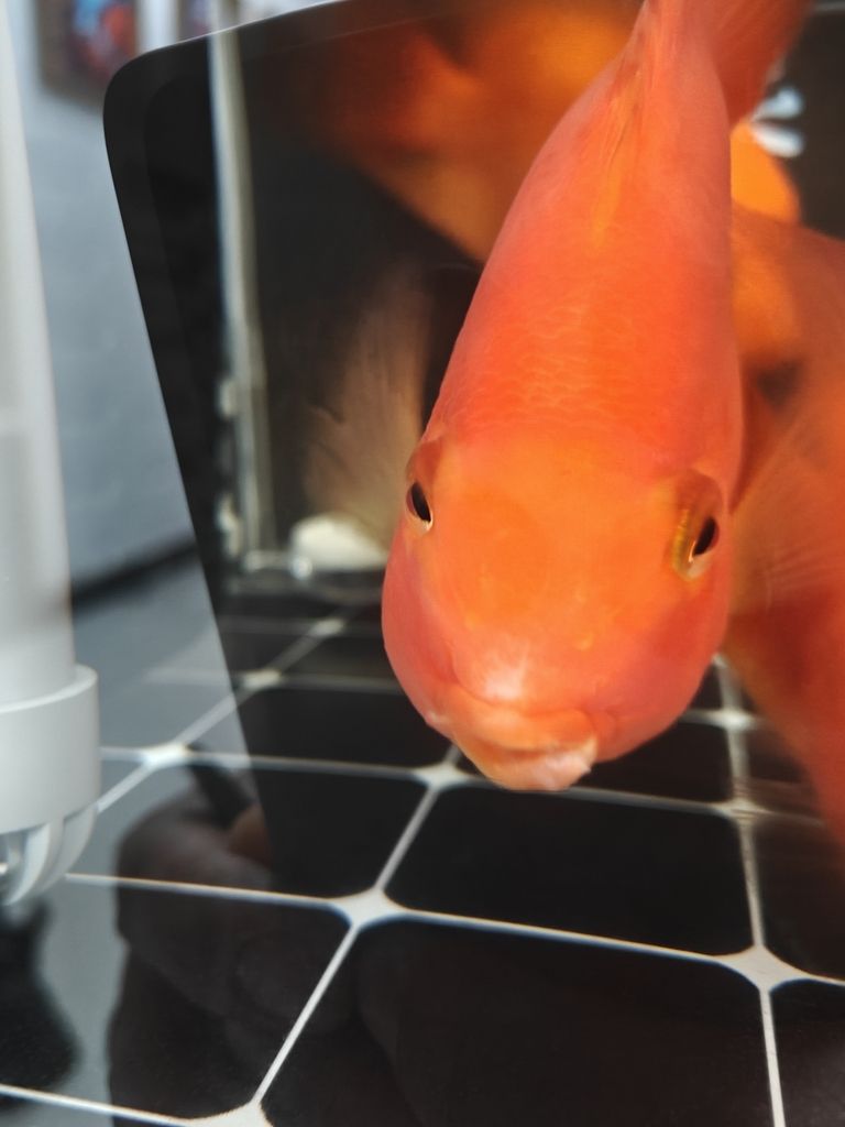 求助各位大神幫忙看看鸚鵡魚嘴怎么回事
