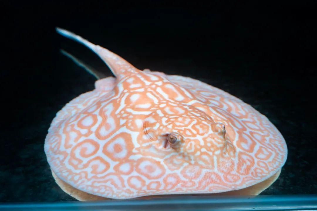 聊城魚缸廠家直銷店（聊城魚缸廠家直銷店地址）