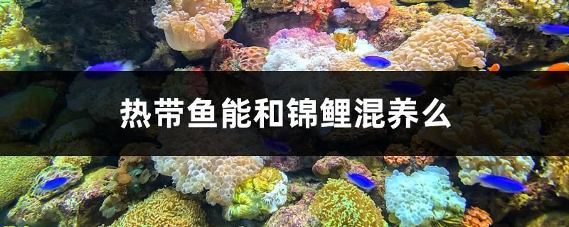 沈陽觀賞魚魚苗繁殖基地電話號碼查詢（沈陽觀賞魚魚苗繁殖基地電話號碼查詢是多少） 沈陽觀賞魚魚苗繁殖基地電話號碼查詢（沈陽觀賞魚魚苗繁殖基地電話號碼查詢是多少） 仟湖