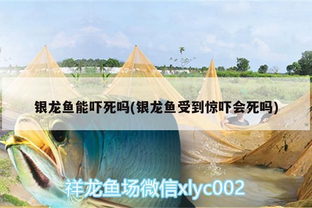 銀龍魚能嚇死嗎(銀龍魚受到驚嚇會死嗎) 銀龍魚能嚇死嗎(銀龍魚受到驚嚇會死嗎) 銀龍魚百科