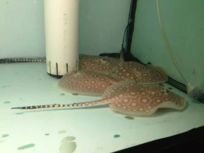 黑帝魟魚多大可以繁殖:黑帝魟魚的繁殖條件和最佳繁殖時間 魟魚百科 第2張 黑帝魟魚多大可以繁殖:黑帝魟魚的繁殖條件和最佳繁殖時間 黑帝魟魚多大可以繁殖:黑帝魟魚的繁殖條件和最佳繁殖時間 魟魚百科 第2張