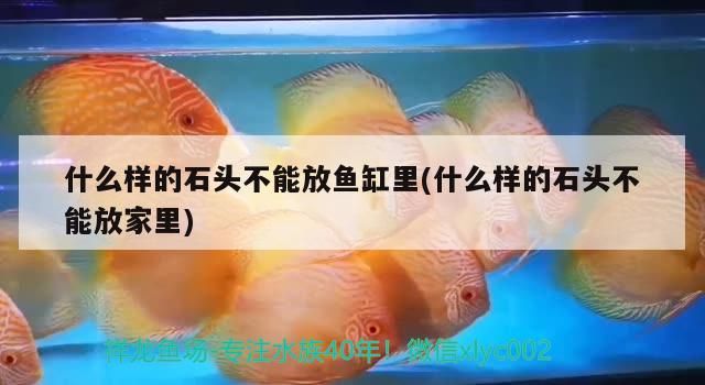 什么樣的石頭不能放魚缸里(什么樣的石頭不能放家里)