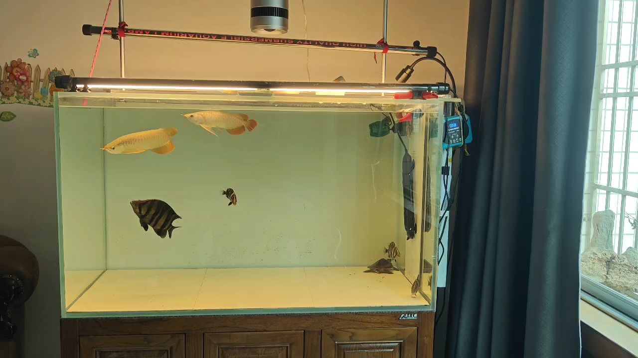 在一次雙龍成功混養