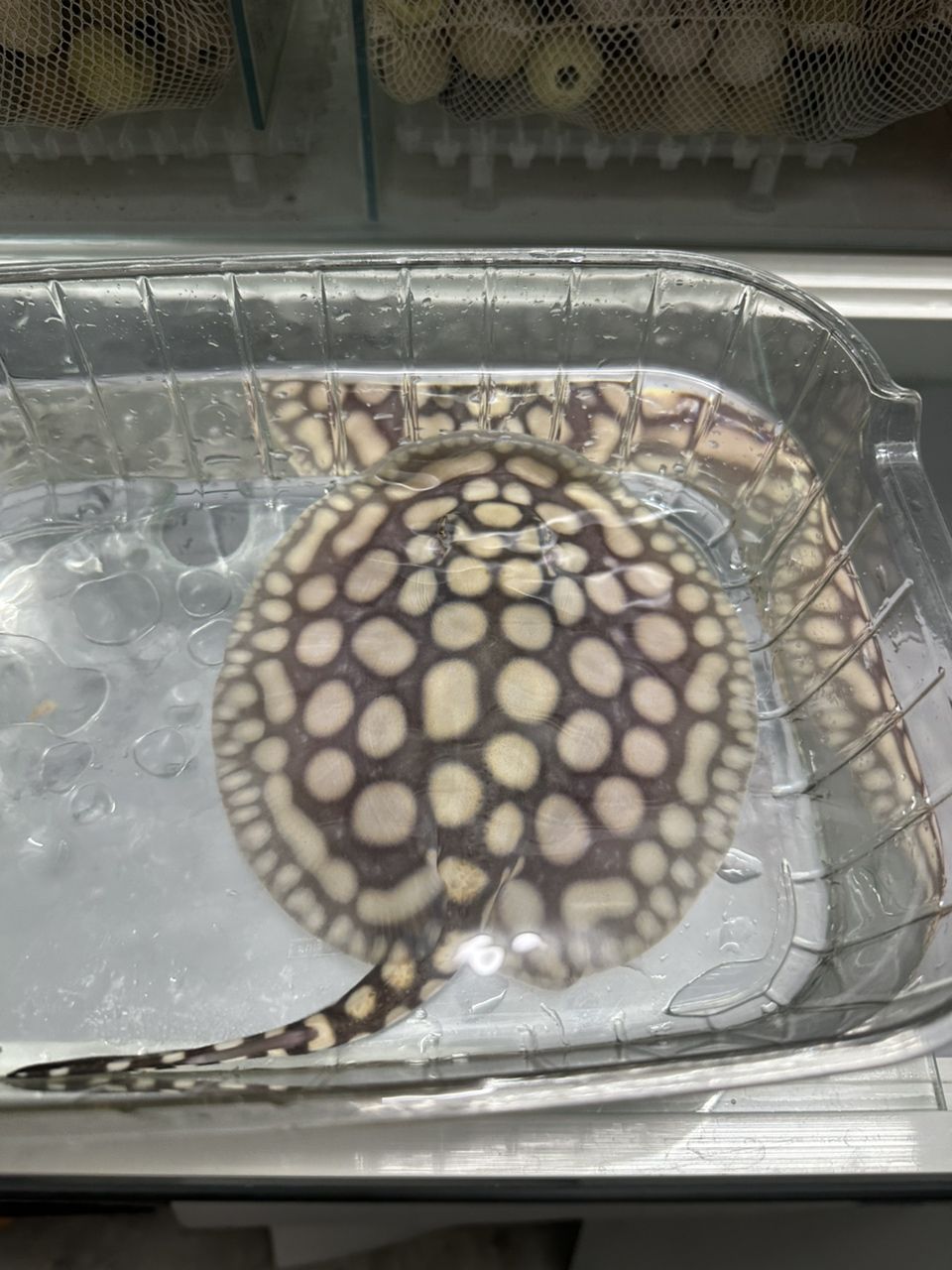 就差過濾槽了