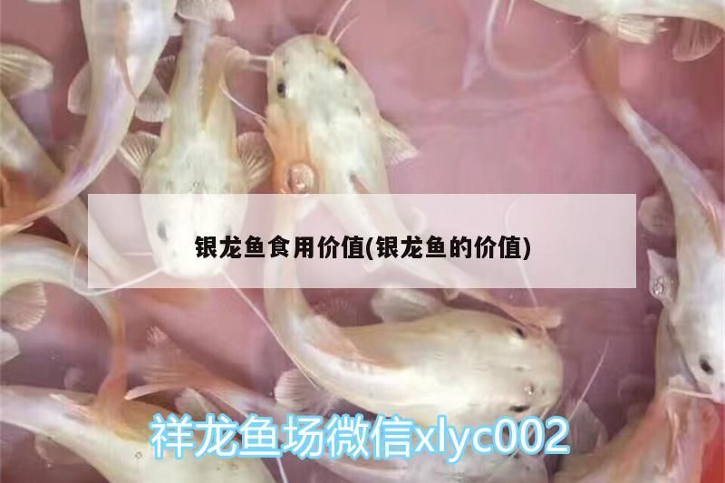 銀龍魚食用價值(銀龍魚的價值)