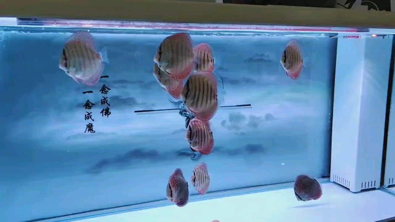 七彩德松苗3個(gè)多月