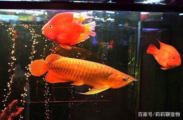 龍魚打斗怎么辦vs祥龍魚場：龍魚之間的打斗問題如何預防龍魚打架后的護理