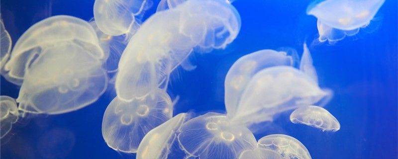 魚缸用增氧泵價格是多少:魚缸增氧機-xtrac增氧機-xtrac增氧機 水母有心臟嗎有骨頭嗎 錦鯉魚百科 水母有心臟嗎有骨頭嗎 水母有心臟嗎有骨頭嗎 錦鯉魚百科