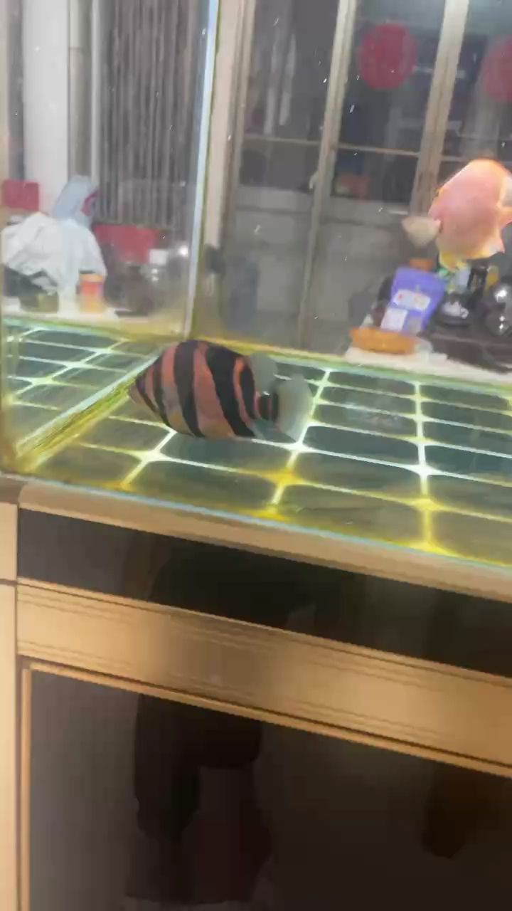黑缸養虎難得一見的明