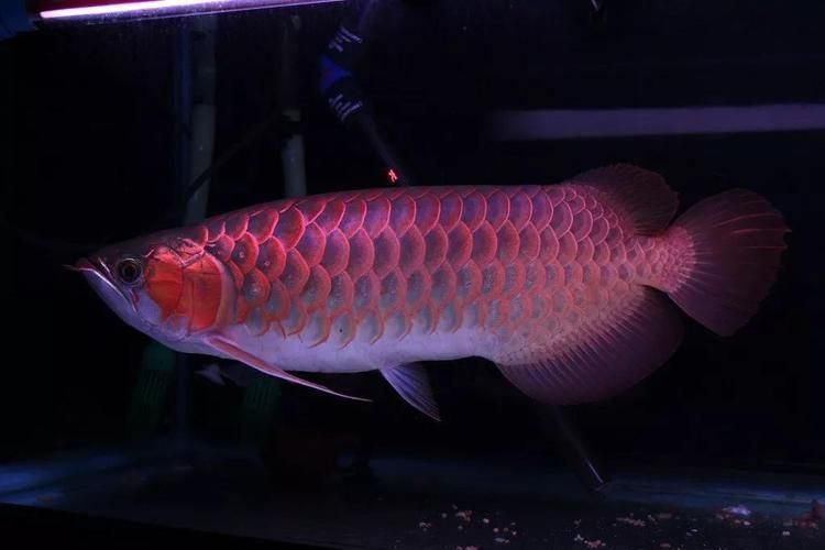 龍魚鱗片有蟲怎樣治vs祥龍魚場：祥龍魚鱗片寄生蟲的治療方法如何預防龍魚感染鱗片病
