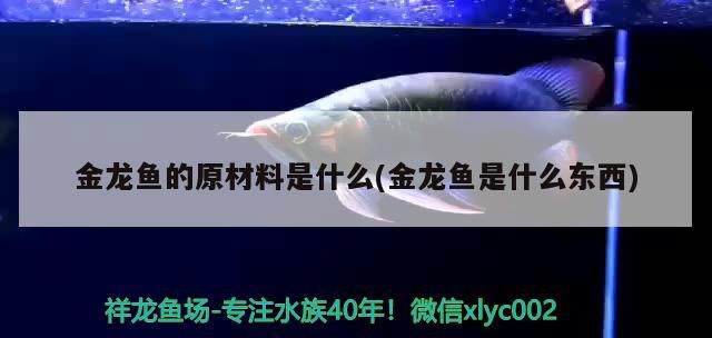 金龍魚的原材料是什么(金龍魚是什么東西)