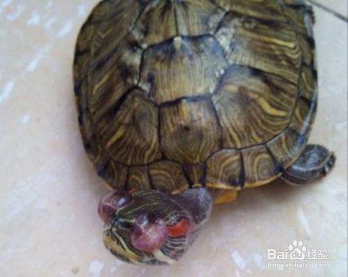 虎魚白眼病怎么治最有效的方法圖片：虎魚白眼病怎么治