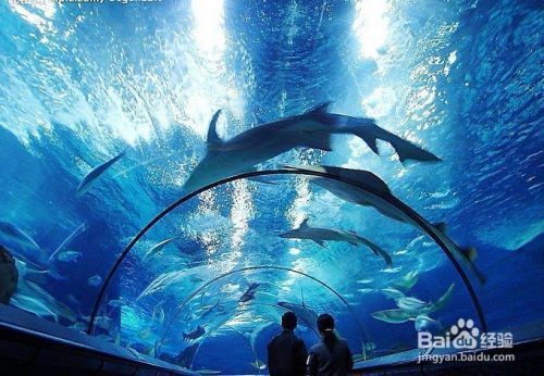 水族館生意好做嗎知乎：水族館創(chuàng)新盈利模式