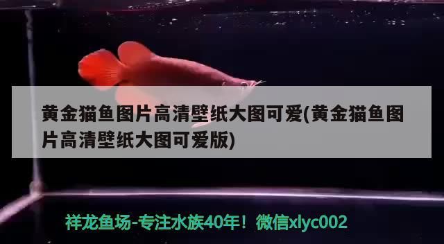 黃金貓魚圖片高清壁紙大圖可愛(黃金貓魚圖片高清壁紙大圖可愛版)
