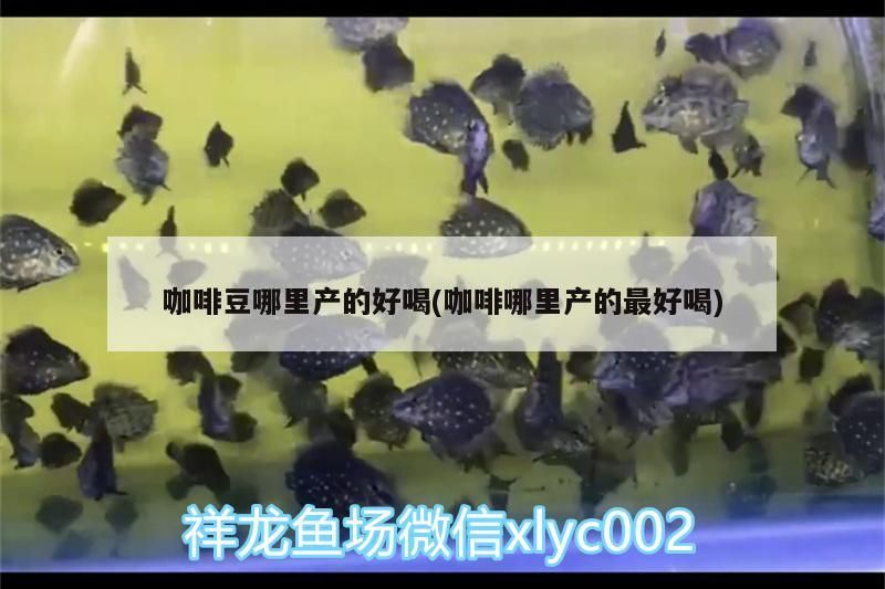 咖啡豆哪里產的好喝(咖啡哪里產的最好喝)