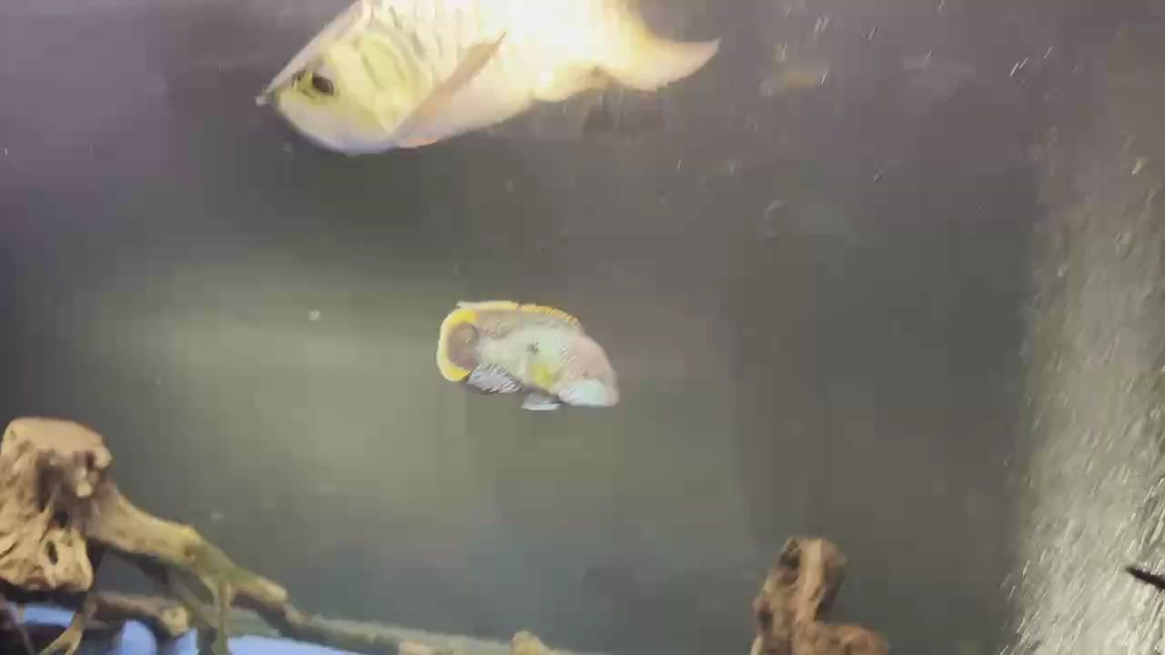 魚缸里的一群吃貨，魔神雷龍魚也開始發(fā)色，越長(zhǎng)越寬，慢慢顯現(xiàn)出大型魚的氣勢(shì)了。