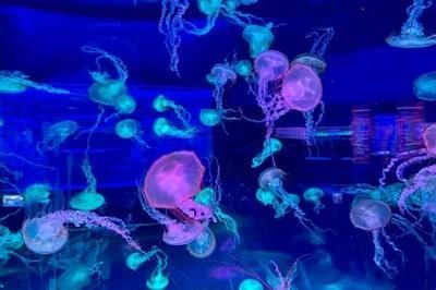 水族館品牌排行榜（2024年水族館品牌排行榜）
