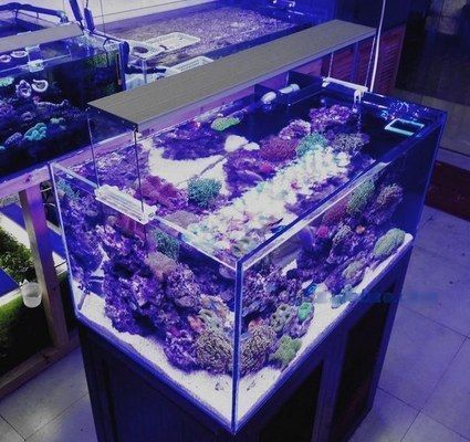 好點的魚缸燈多少瓦，魚缸燈品牌推薦 好點的魚缸燈多少瓦，魚缸燈品牌推薦 魚缸百科 第1張
