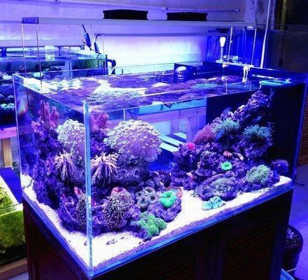 好點的魚缸燈多少瓦，魚缸燈品牌推薦 好點的魚缸燈多少瓦，魚缸燈品牌推薦 魚缸百科 第4張