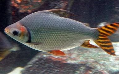 國外觀賞魚批發商排名（國外觀賞魚批發商是一個重要的批發渠道）