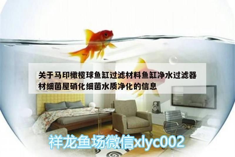 魚缸用增氧泵價格是多少:魚缸增氧機-xtrac增氧機-xtrac增氧機 關于馬印橄欖球魚缸過濾材料魚缸凈水過濾器材細菌屋硝化細菌水質凈化的信息 馬印水族 關于馬印橄欖球魚缸過濾材料魚缸凈水過濾器材細菌屋硝化細菌水質凈化的信息 關于馬印橄欖球魚缸過濾材料魚缸凈水過濾器材細菌屋硝化細菌水質凈化的信息 馬印水族