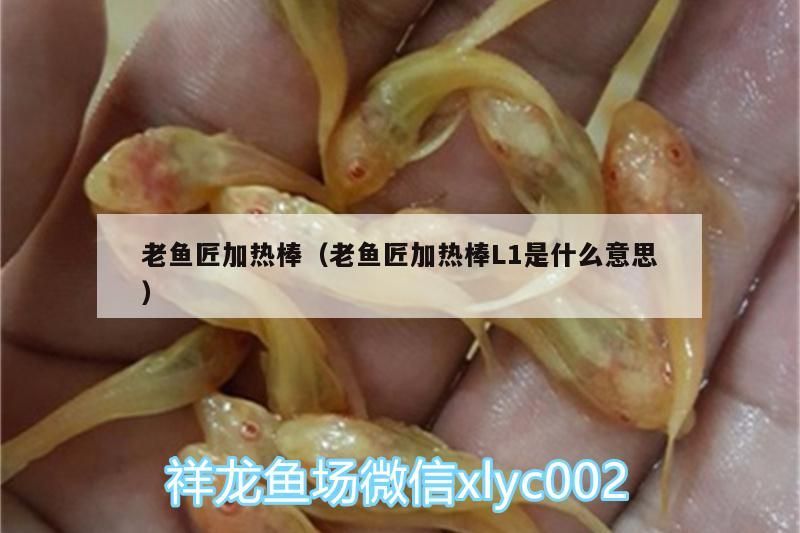 老魚匠加熱棒（老魚匠加熱棒L1是什么意思） 老魚匠加熱棒（老魚匠加熱棒L1是什么意思） 老魚匠 第1張