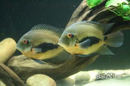黑云魚，黑云魚水質管理技巧