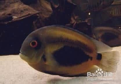 黑云魚，黑云魚水質管理技巧