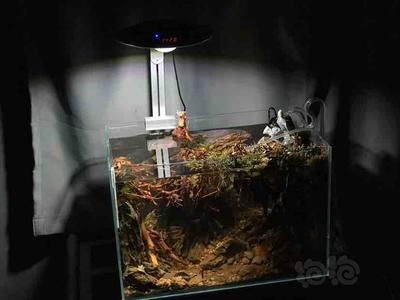 南美缸用馬印筒燈好嗎怎么樣：南美缸用馬印筒燈好嗎