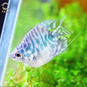 泰北虎魚圖片欣賞：泰北虎魚圖片欣賞，